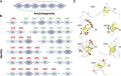 Exploring Amyloidogenicity of Peptides From Ribosomal S1 Protein to Develop Novel AMPs